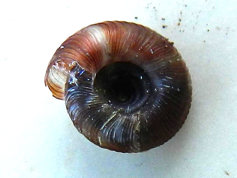 Conferma per Discus rotundatus (Muller, 1774)